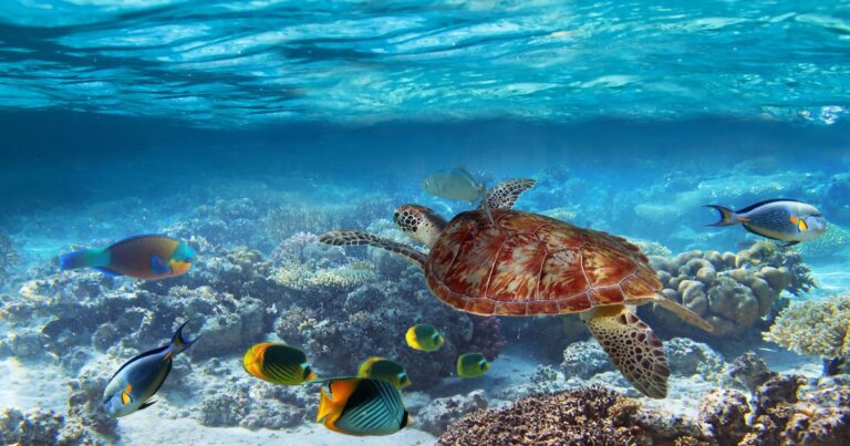 Underwater scene with a sea turtle and colorful fish near a coral reef and an island above.