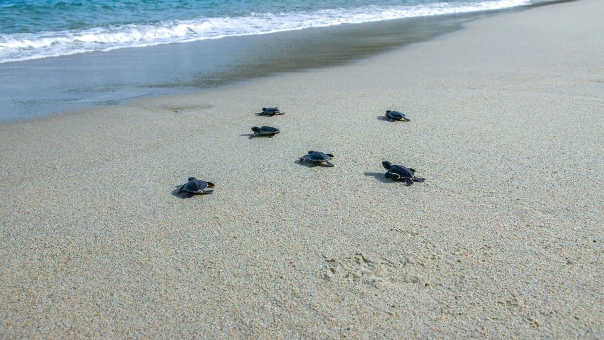 turtles