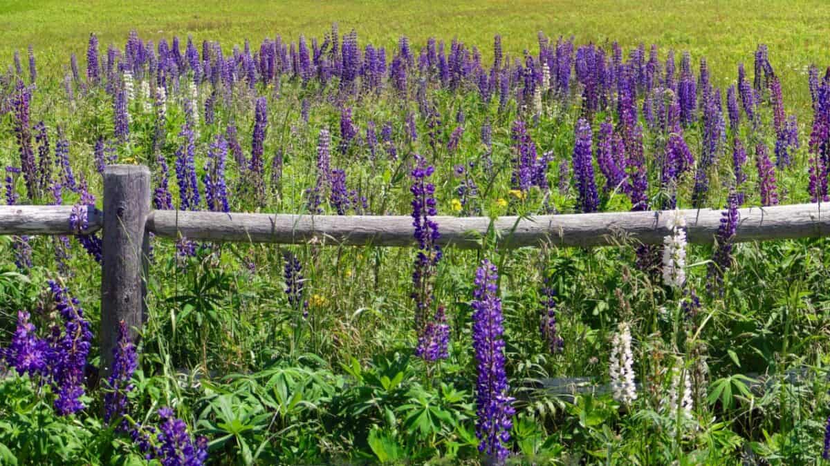 A rustic wooden fence meanders through a vibrant field of tall purple lupine flowers, contrasting with the lush green grass.