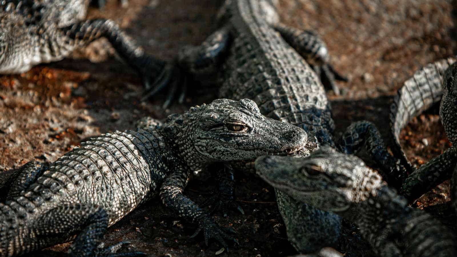 15 Animals You Must Not Keep As Pets In The U.S.