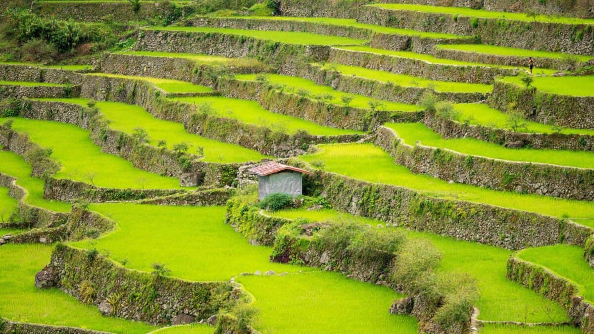 Vibrant green rice terraces with stone walls and a small hut in a rural landscape.