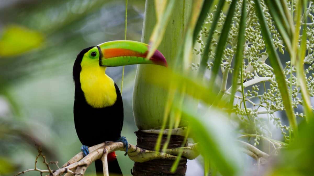 Discover the Central American Country You Need to Explore ASAP 8 closeup of a keel billed toucan in the rain forest of Belize