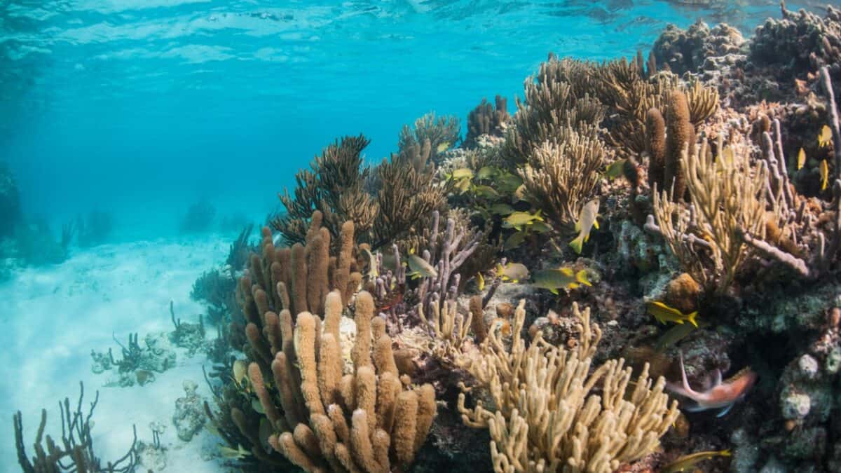 Discover the Central American Country You Need to Explore ASAP 7 Coral reefs in Belize.