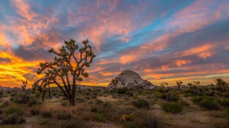 Breathtaking Sunrise Hikes in Joshua Tree You’ll Never Forget