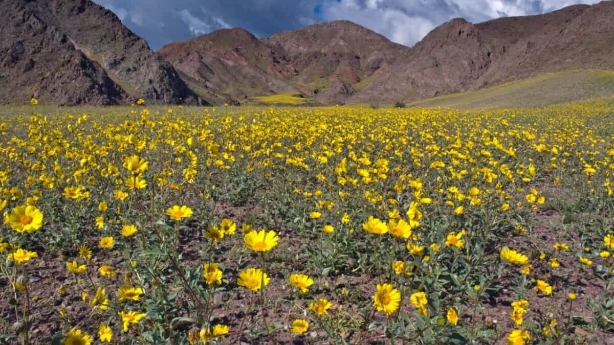 A vibrant field of yellow wildflowers flourishing at the foothills of rugged mountains under a partly cloudy sky.