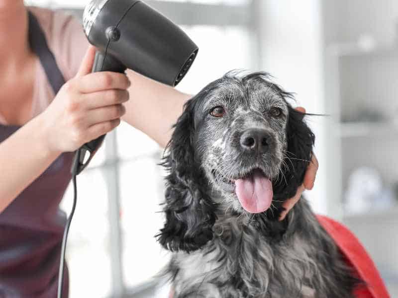 A happy dog getting groomed with a hairdryer by a person.