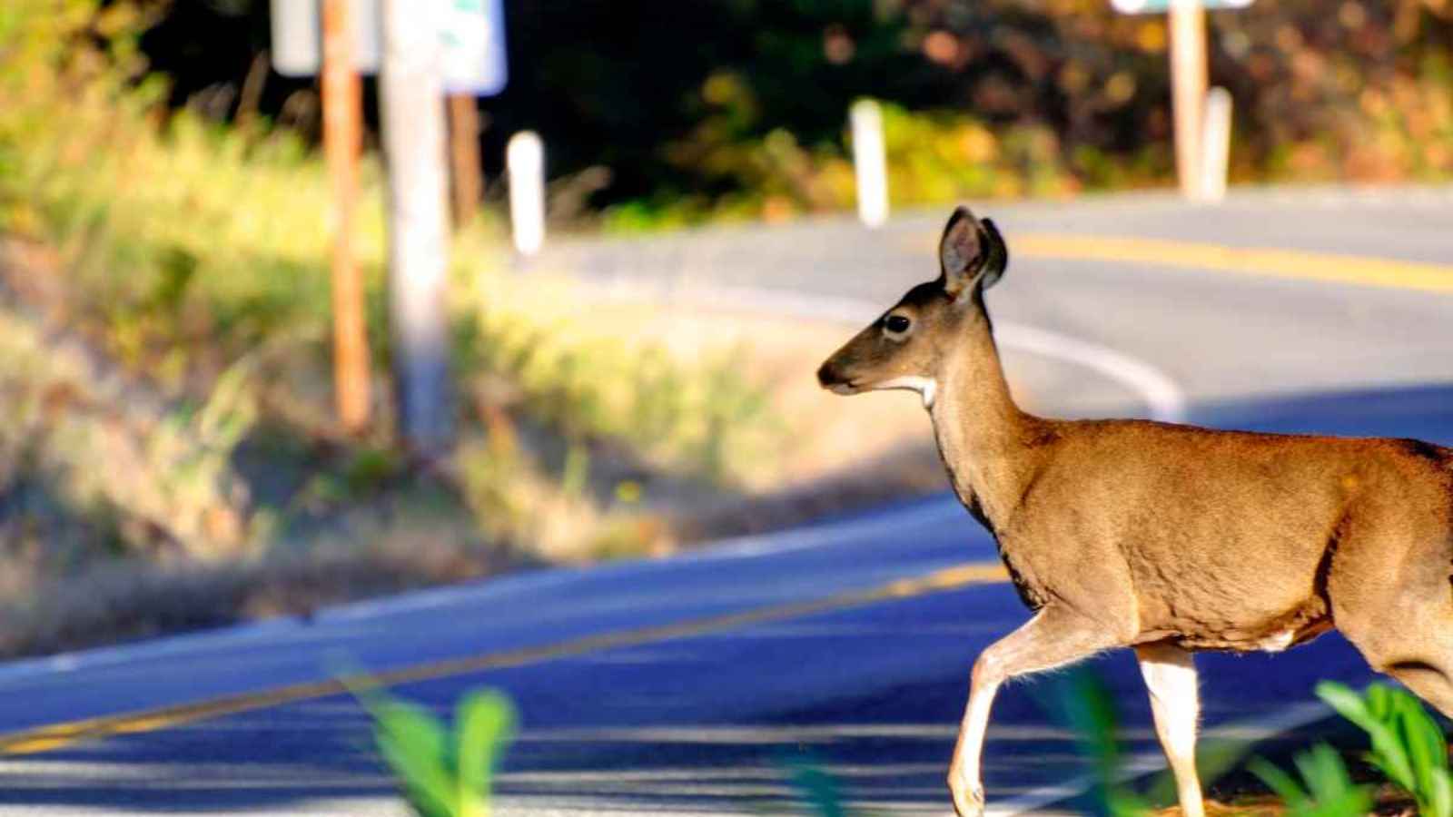 15 Spooky Driving Situations and Exactly How To Handle Them