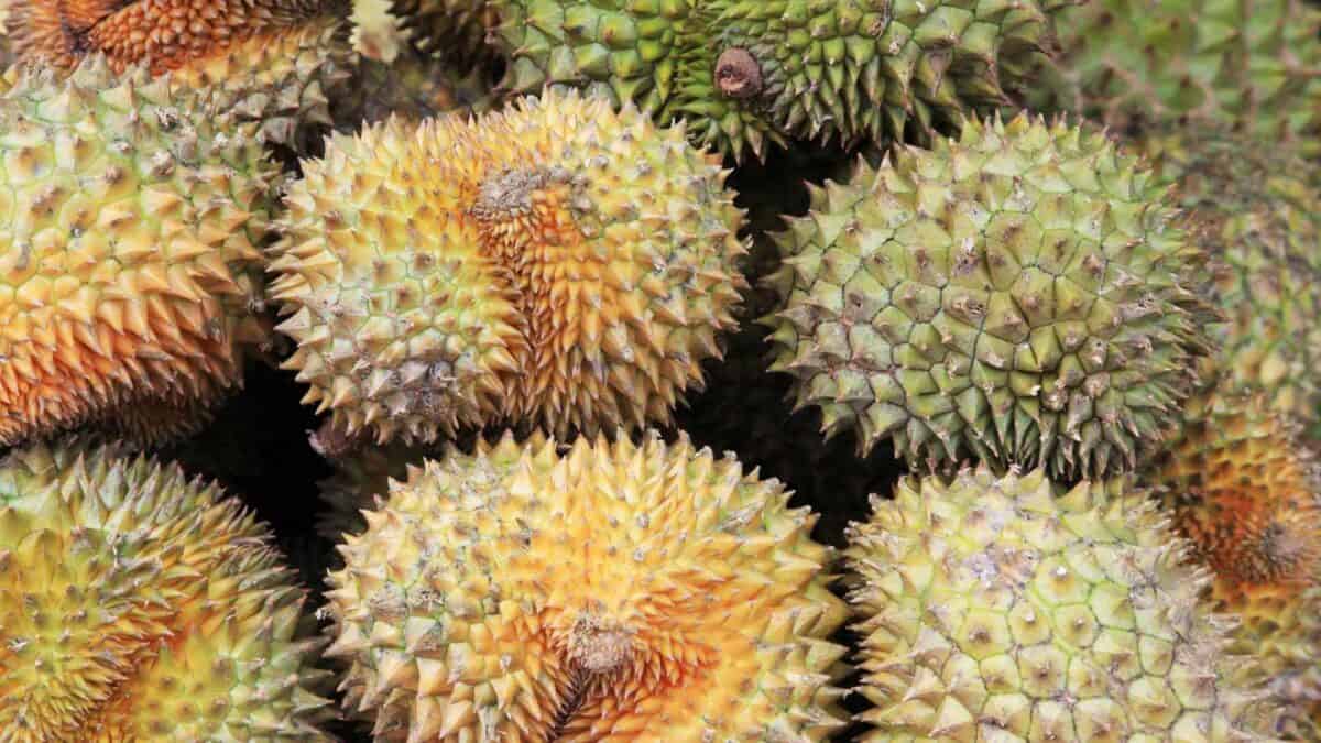 16 Exotic Foods You've Likely Never Tried Unless You've Visited Southeast Asia 17 17 Grossest Foods In The World