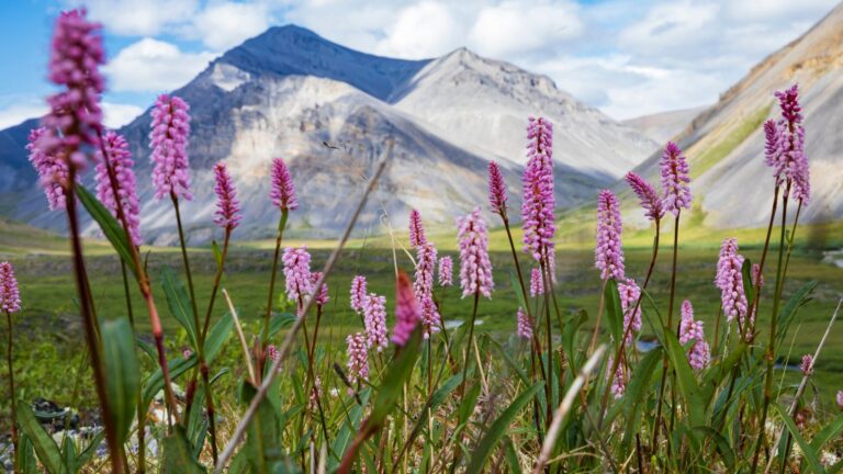 Pink wildflowers bloom in the foreground with majestic, sharp gray mountains of the Gates of the Arctic and a bright blue sky in the background.
