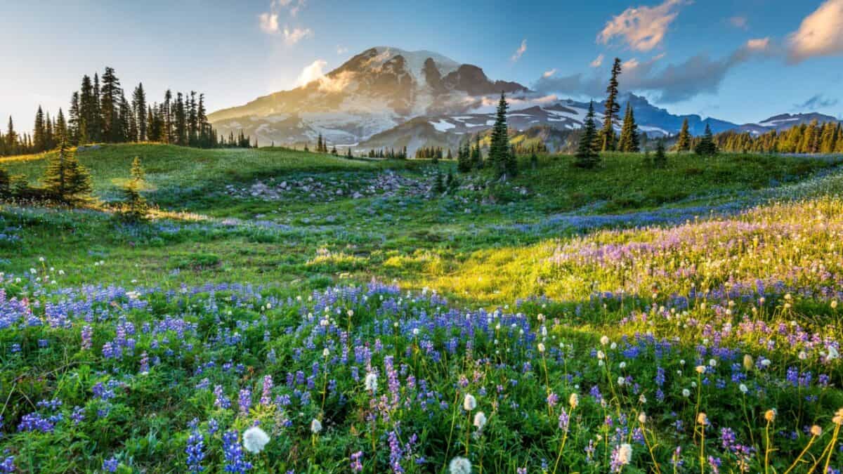 Alpine glow on a majestic snow-capped mountain, overlooking a vibrant meadow of wildflowers under a serene blue sky.