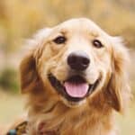 16 Expert-Recommended Dog Breeds to Help Ease Anxiety