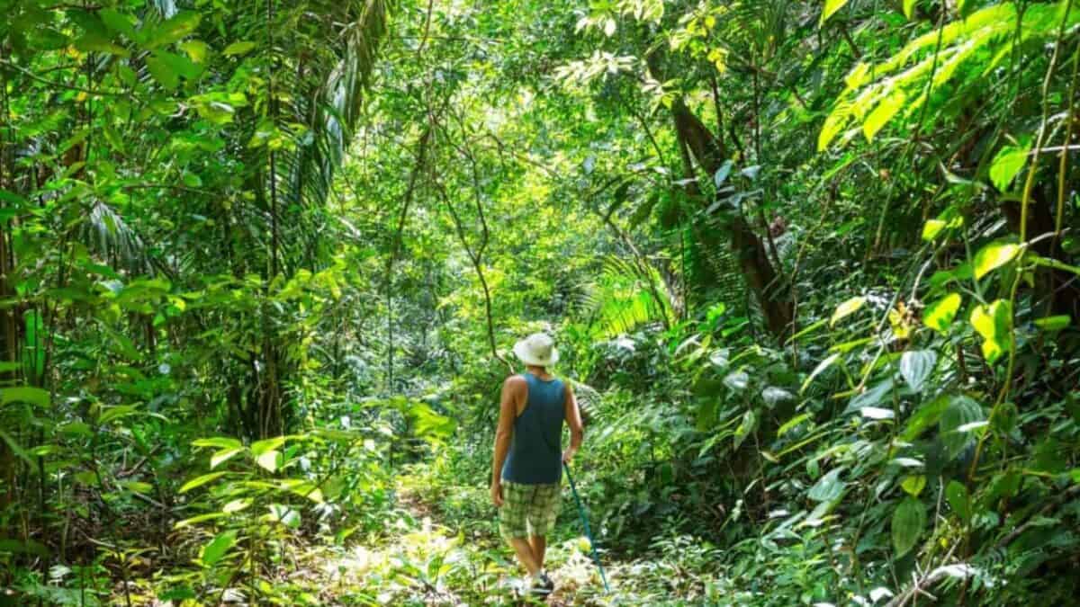 Discover the Central American Country You Need to Explore ASAP 17 A man hiking, surrounded by trees.