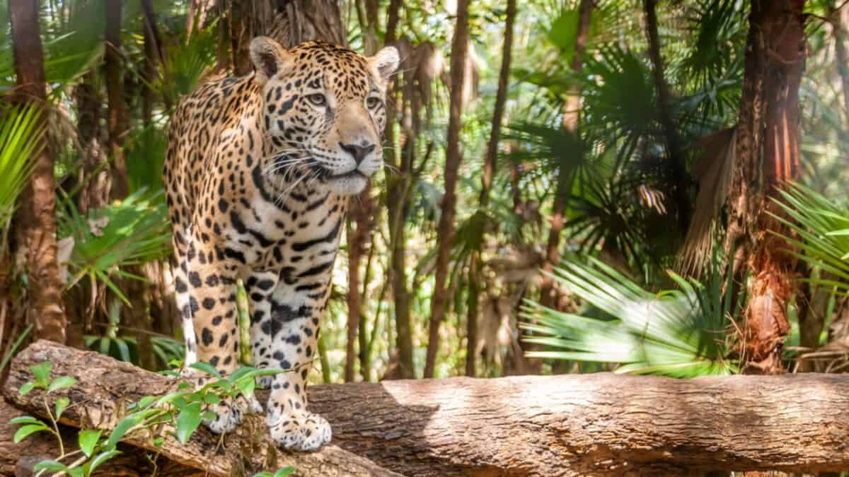 Discover the Central American Country You Need to Explore ASAP 11 A jaguar in Belize.