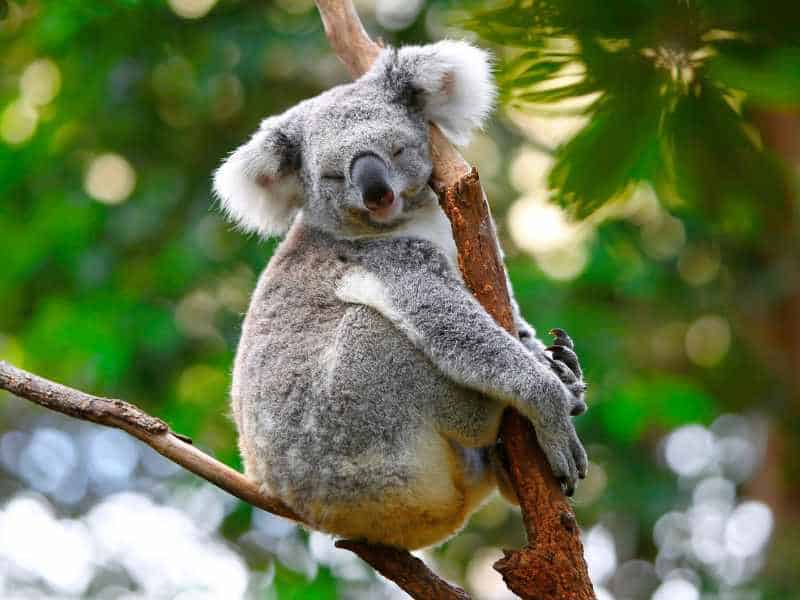 12 Animal Facts That Sound Fake, But Are 100% Legit