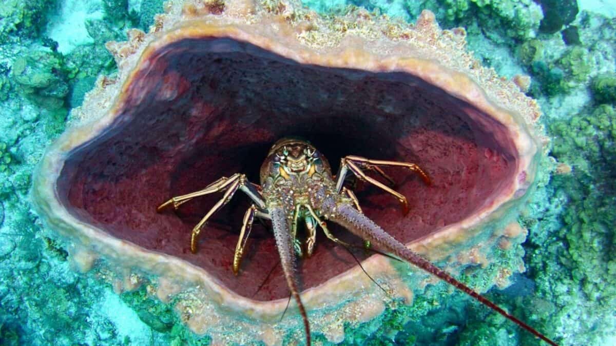 Discover the Central American Country You Need to Explore ASAP 13 A lobster in Belize.