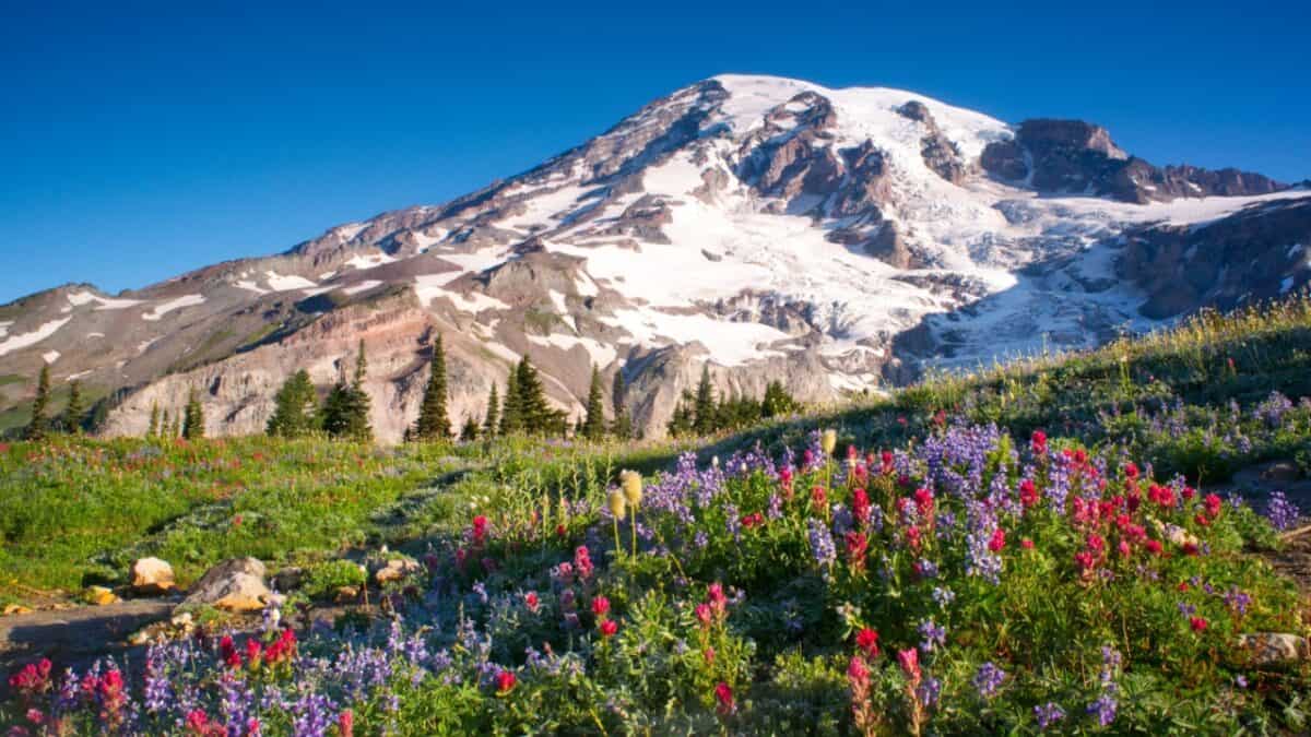 Alpine meadows in bloom with a majestic snow-covered mountain in the background under a clear blue sky.