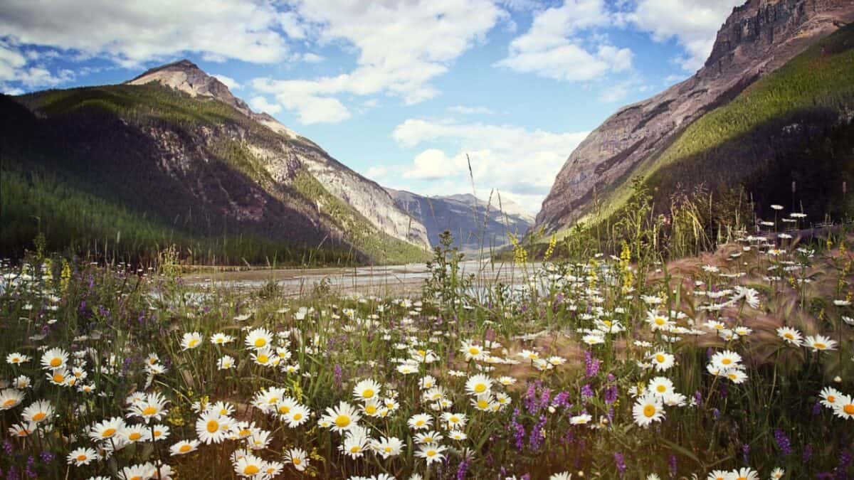 A tranquil valley graced with a sea of wild daisies, nestled between majestic mountains under a vast, cloud-streaked sky.