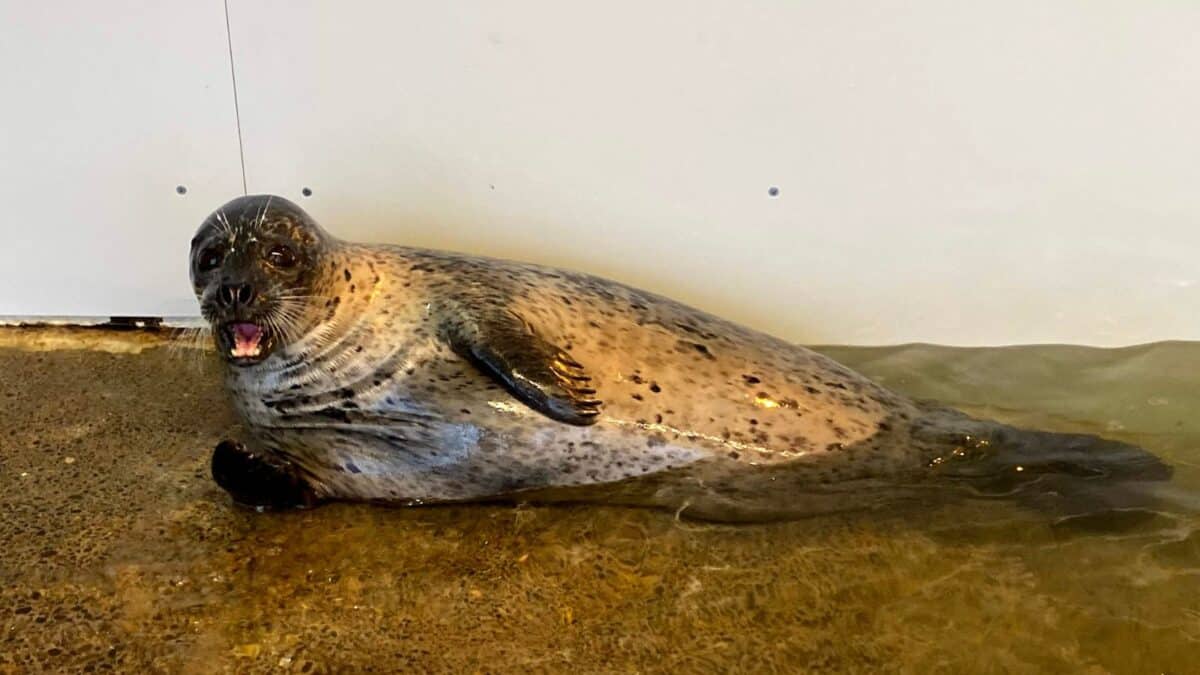 A seal lying on a wet surface looks towards the camera with its mouth open as if vocalizing, its speckled fur glistening, set against a plain background indicative of an aquarium setting.