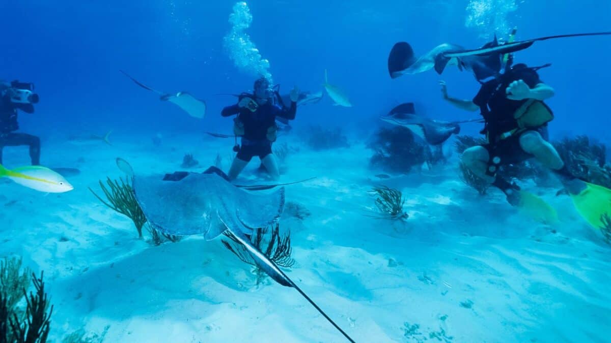 Stingray City Grand Cayman
