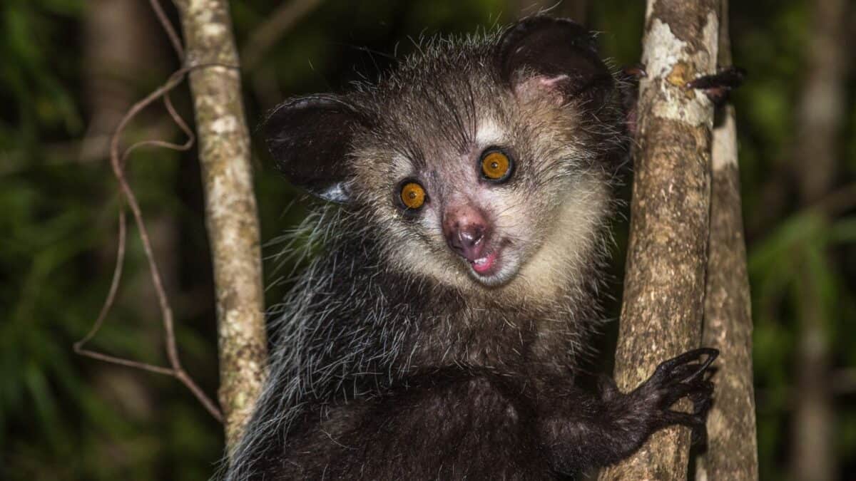 These Animals Are So Strange Looking, You Wont Believe They Are Real 3 Untitled design 1