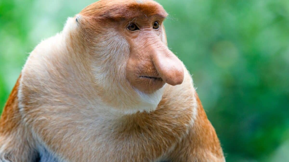 These Animals Are So Strange Looking, You Wont Believe They Are Real 2 Untitled design