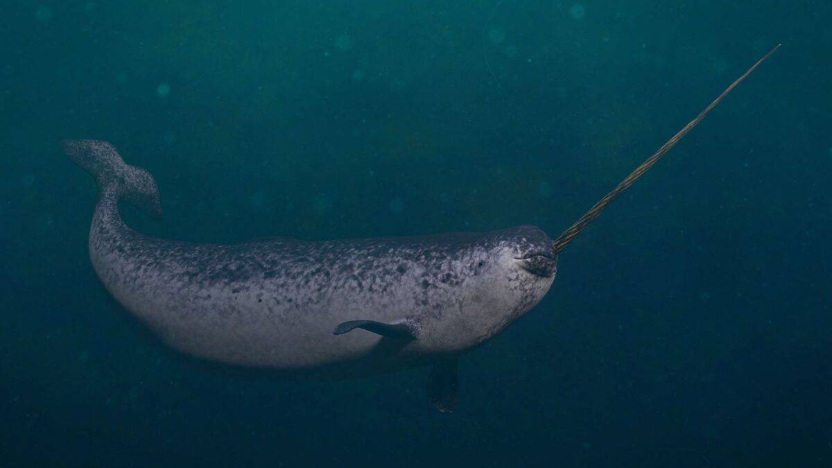 These Animals Are So Strange Looking, You Wont Believe They Are Real 4 Untitled design 2 1