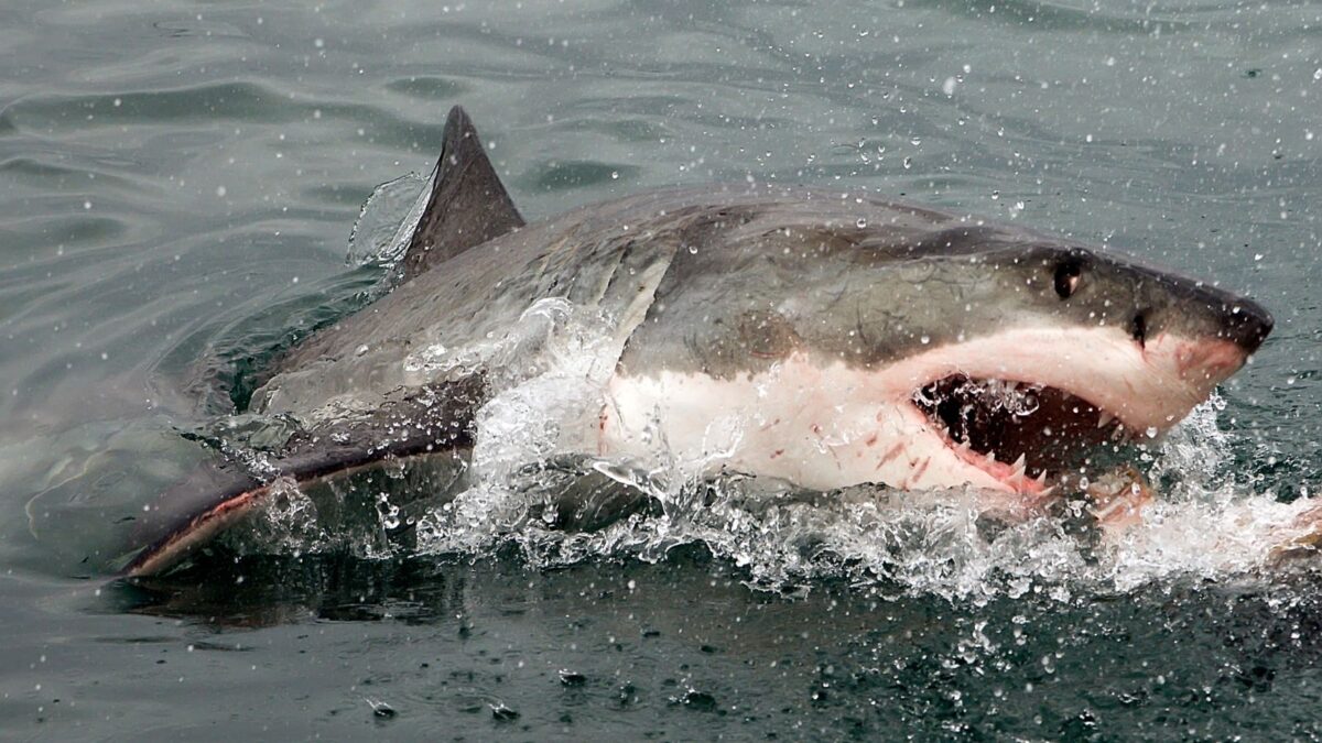 Meet the 12 Most Terrifying Ocean Animals 3 Untitled design 2024 03 04T182121.540
