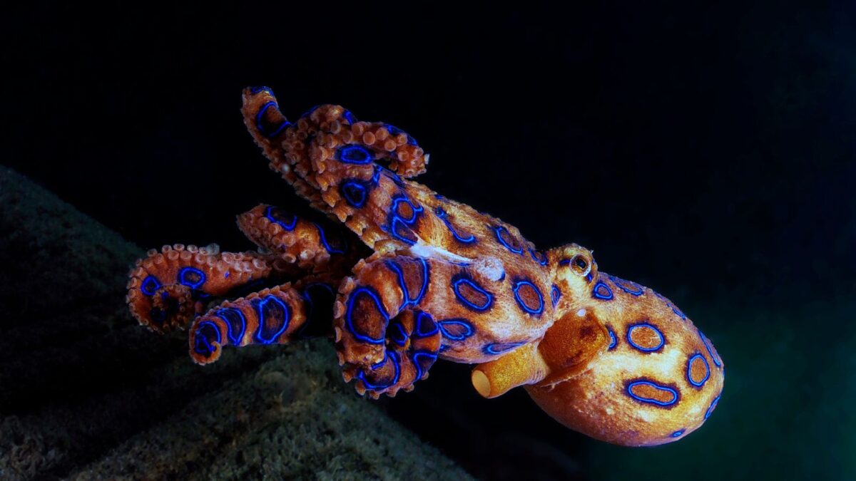 Meet the 12 Most Terrifying Ocean Animals 4 Untitled design 2024 03 04T182208.546