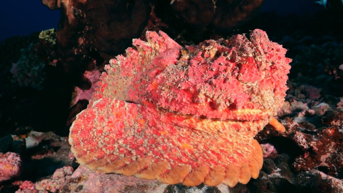 Meet the 12 Most Terrifying Ocean Animals 6 Untitled design 2024 03 04T182445.584