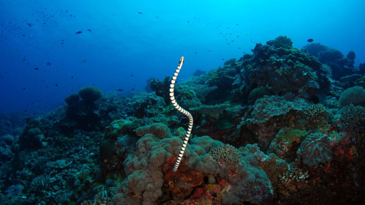 Meet the 12 Most Terrifying Ocean Animals 8 Untitled design 2024 03 04T182655.590
