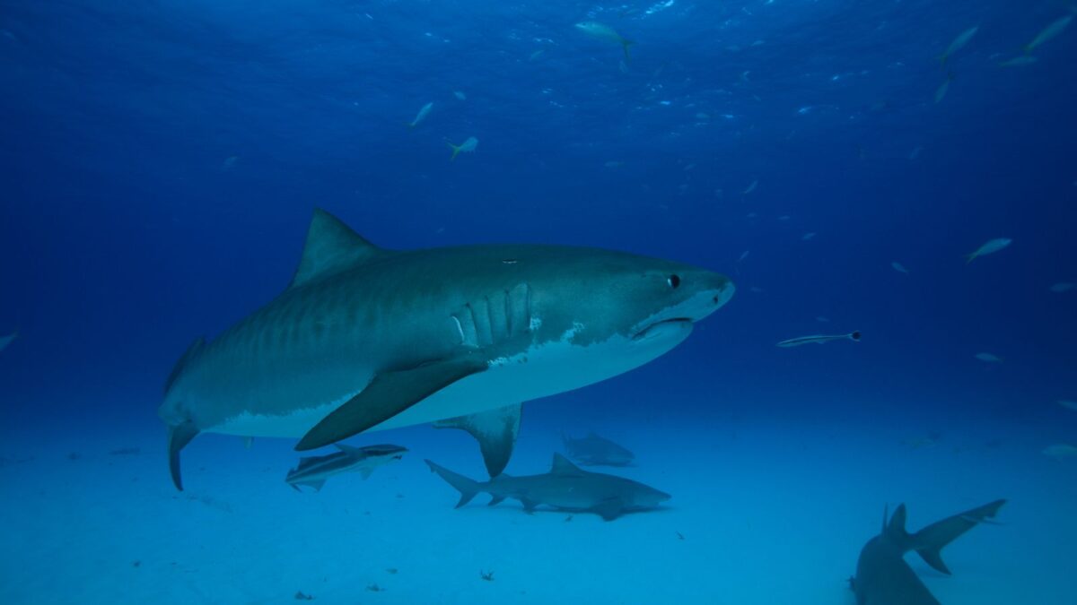 Meet the 12 Most Terrifying Ocean Animals 10 Untitled design 2024 03 04T182904.824