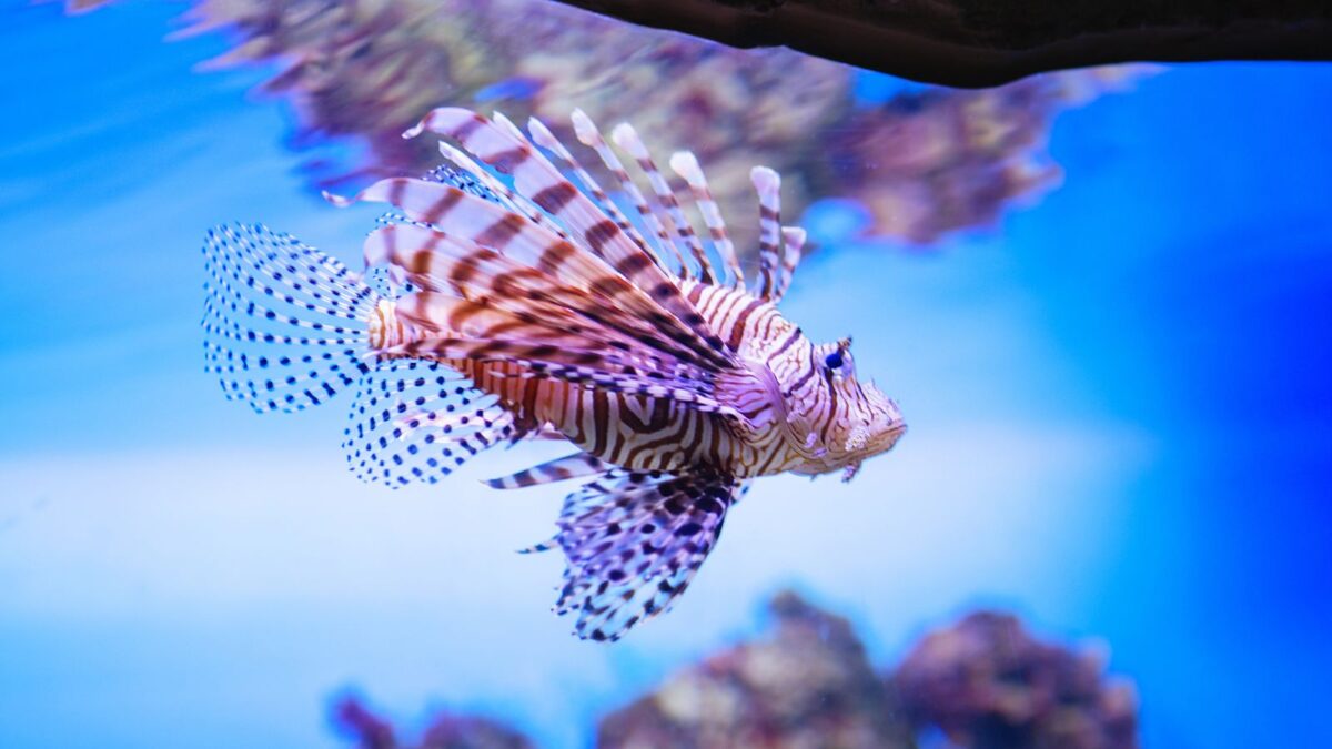 Meet the 12 Most Terrifying Ocean Animals 11 Untitled design 2024 03 04T182948.626