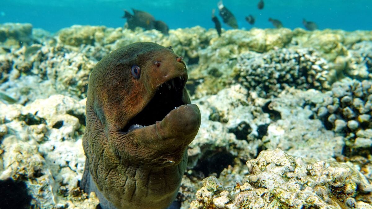 Meet the 12 Most Terrifying Ocean Animals 12 Untitled design 2024 03 04T190610.673