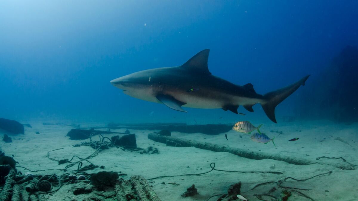 Meet the 12 Most Terrifying Ocean Animals 13 Untitled design 2024 03 04T190715.545