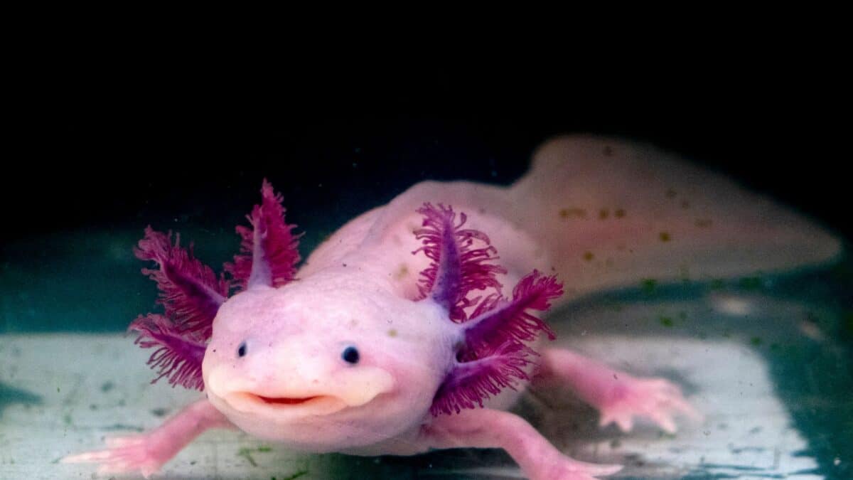 These Animals Are So Strange Looking, You Wont Believe They Are Real 6 Untitled design 3