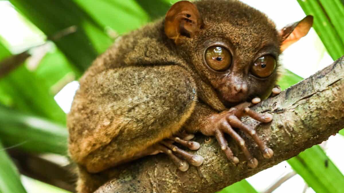 These Animals Are So Strange Looking, You Wont Believe They Are Real 7 Untitled design 4