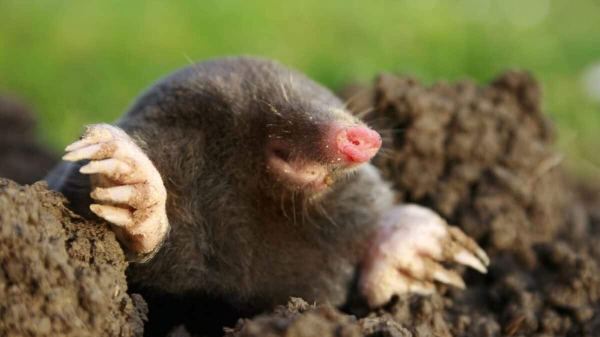 These Animals Are So Strange Looking, You Wont Believe They Are Real 8 Untitled design 5