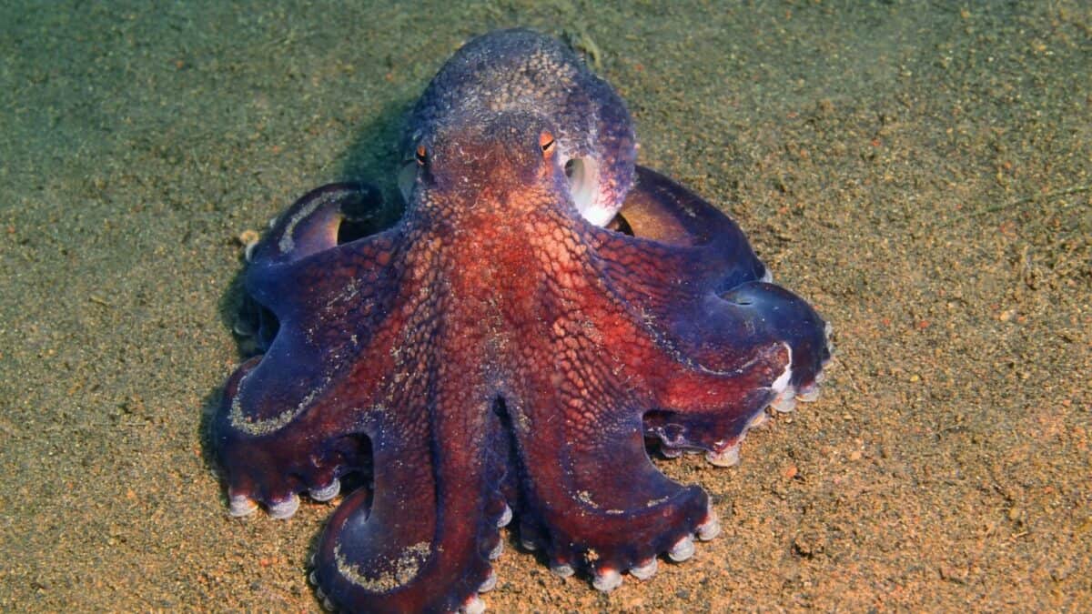 These Animals Are So Strange Looking, You Wont Believe They Are Real 9 Untitled design 6