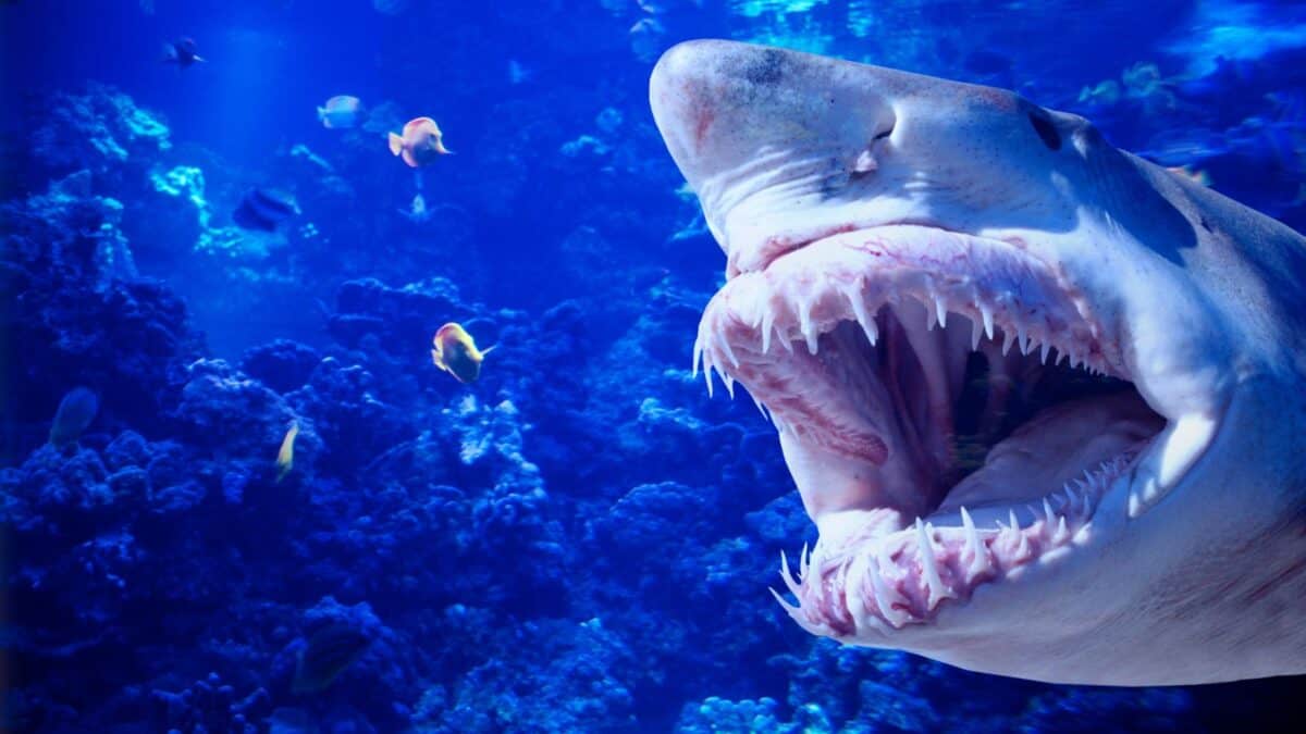 These Animals Are So Strange Looking, You Wont Believe They Are Real 10 Untitled design 7