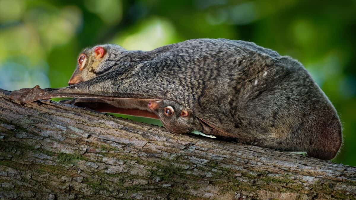 These Animals Are So Strange Looking, You Wont Believe They Are Real 11 Untitled design 8