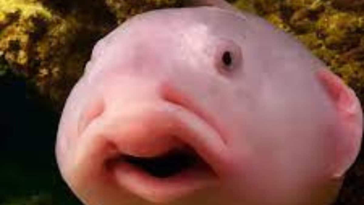 These Animals Are So Strange Looking, You Wont Believe They Are Real 5 Untitled design 9