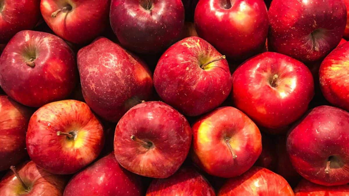 15 Dog-Friendly Fruits Your Pup Will Love 3 15 Cheap Foods We'll Always Eat No Matter How Much Money We Have