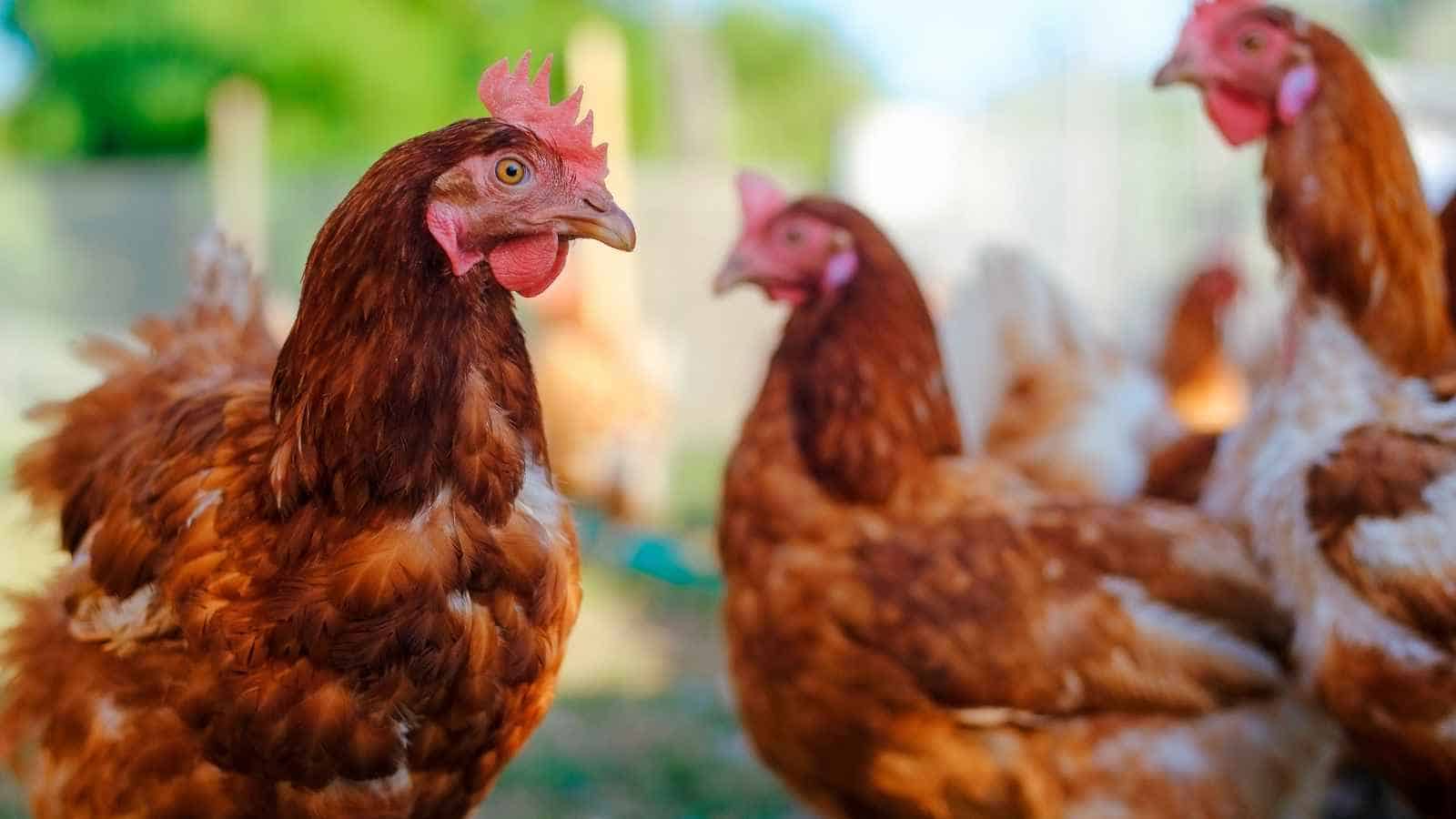 17 Facts About Food We Just Learned Last Year