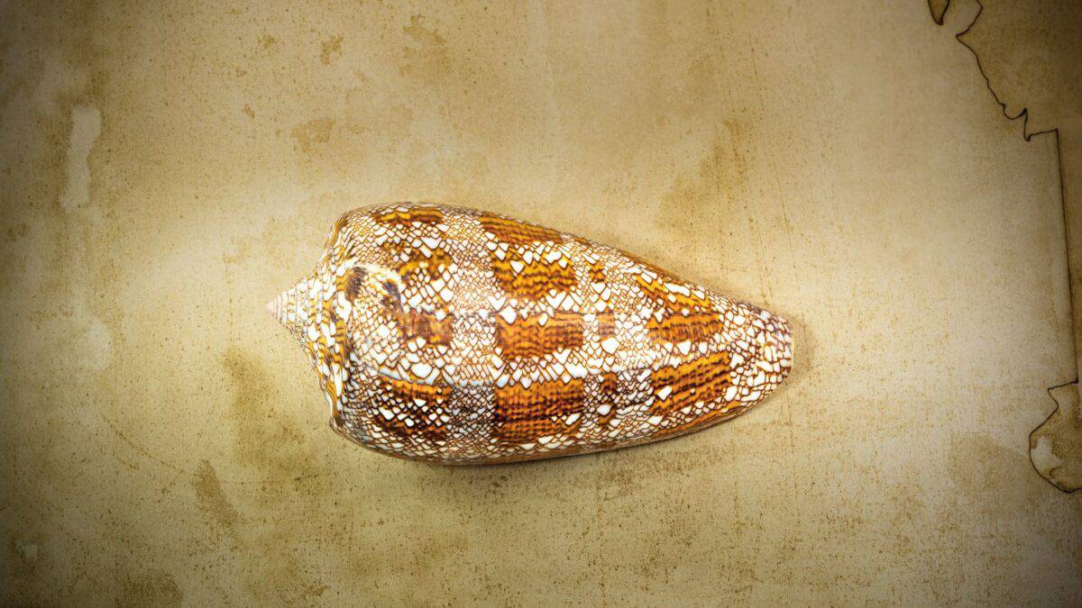 Meet the 12 Most Terrifying Ocean Animals 5 cone snail