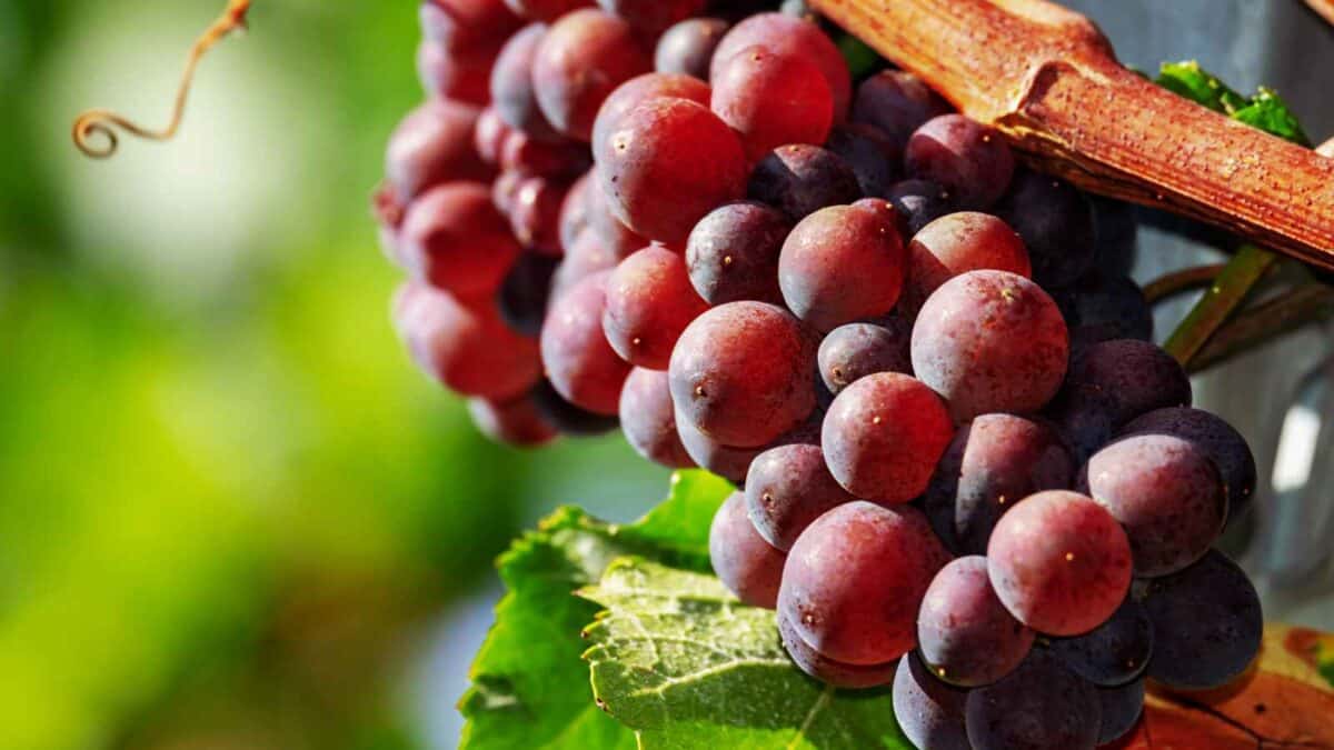 17 Facts About Food We Just Learned Last Year