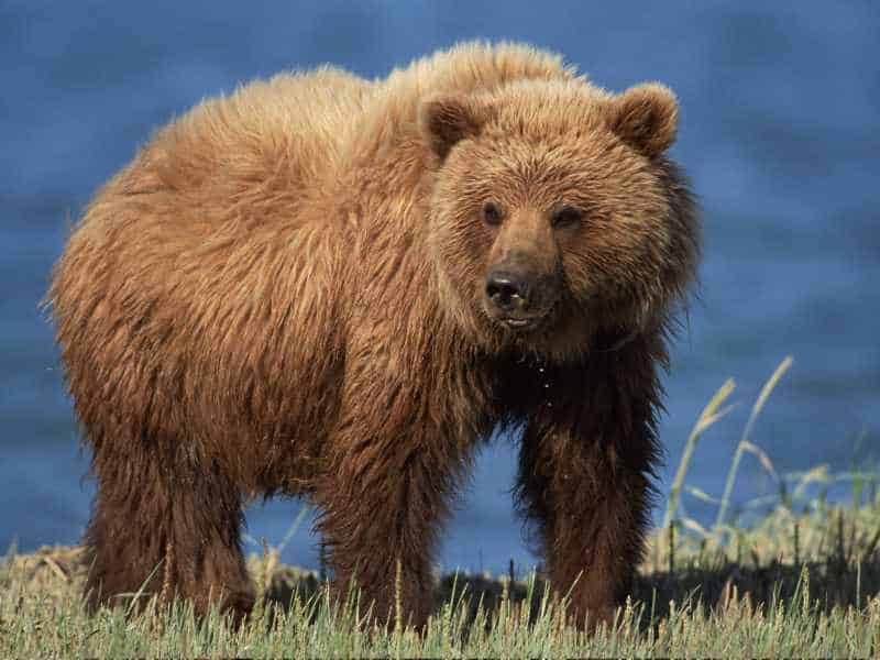 North America's 18 Deadliest Creatures