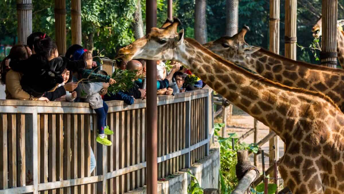 Visitors at a zoo feeding and interacting with giraffes from a raised platform surrounded by trees.