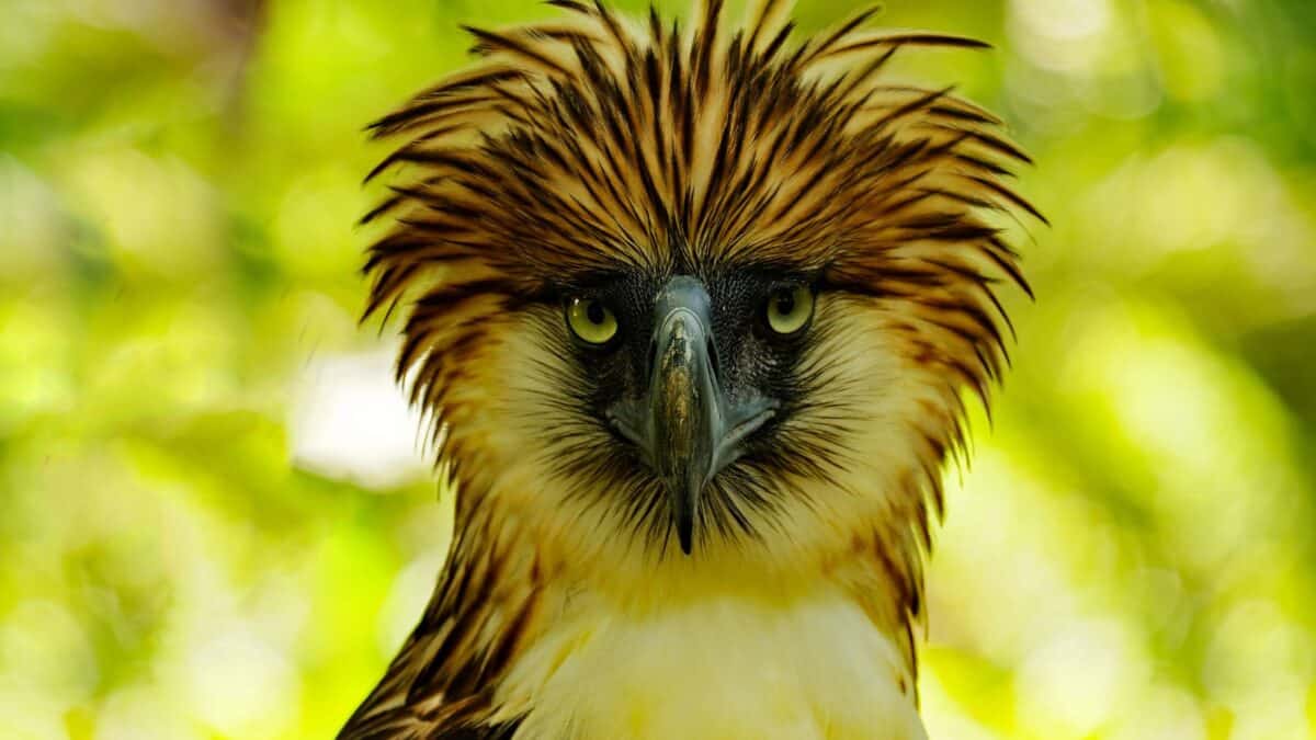 Close-up of a Philippine eagle's head, showcasing its piercing eyes and distinctive shaggy, brown and white feathers against a blurred green background.
