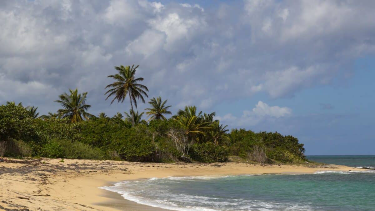 A tranquil beach with palm trees, shrubbery, and overcast skies, adjacent to calm turquoise waters.