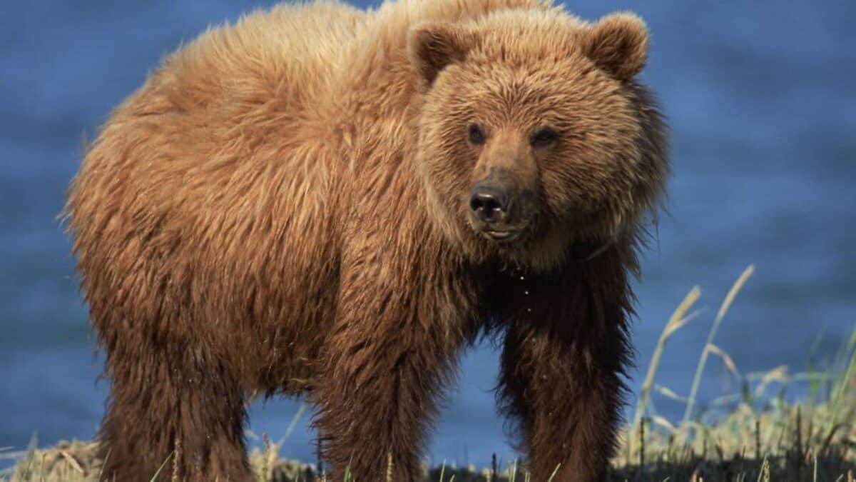 A brown bear standing near a water body, with its thick fur glistening and looking directly at the camera against a blurred blue water background.
